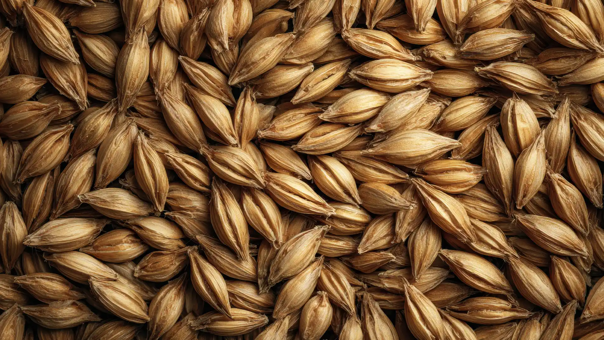 Close-up of a large pile of barley grains. The grains are golden-brown, tightly packed, and have a smooth, textured surface. Natural and rustic.