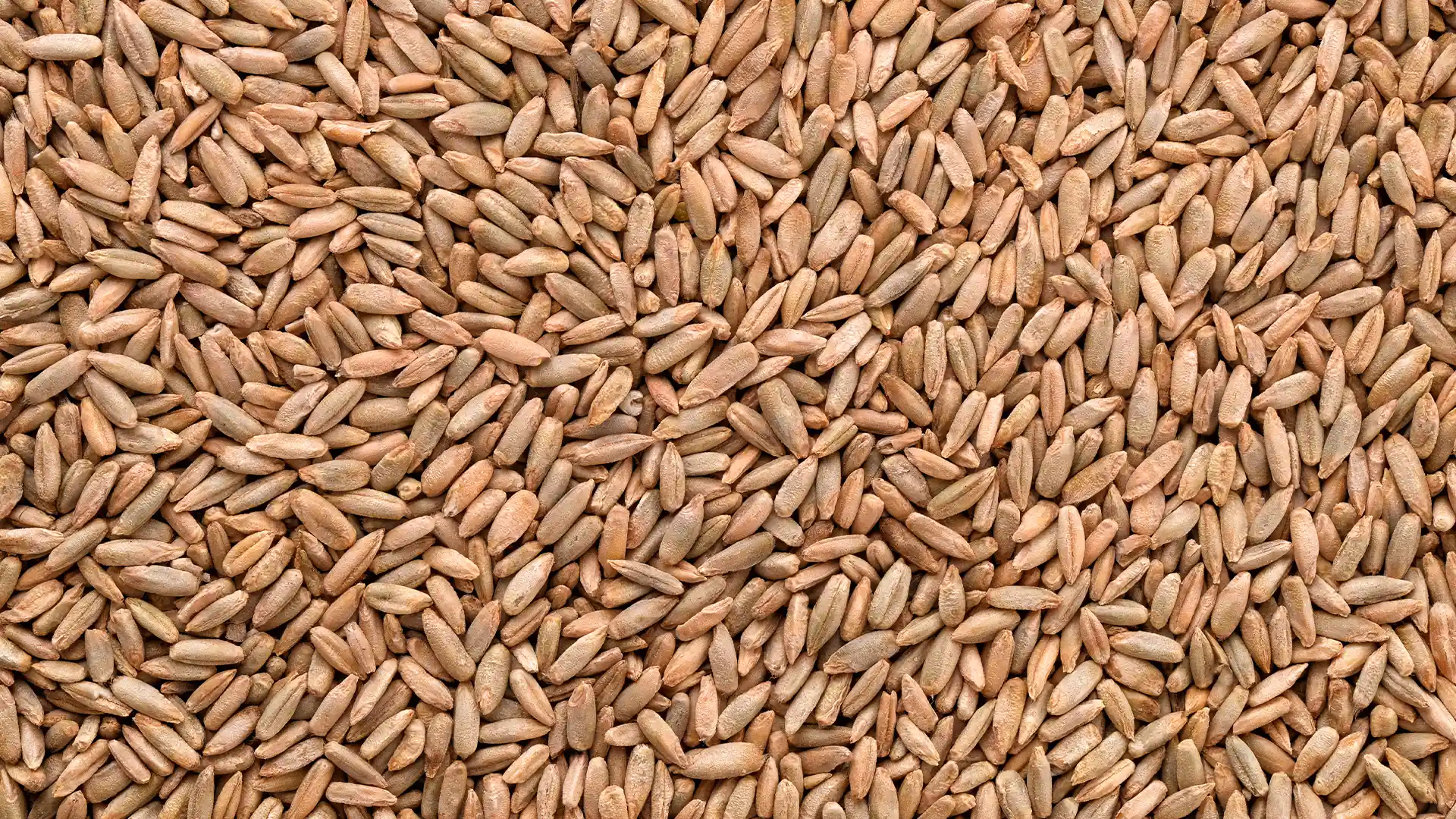 A close-up of a large pile of dried, light brown rye grains filling the entire frame. The texture appears rough, evoking a natural, rustic feel.