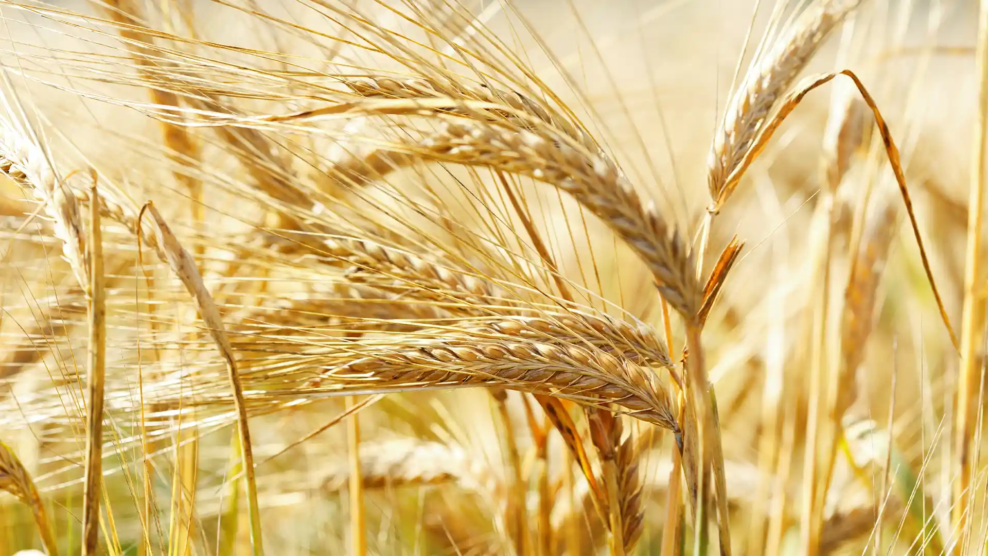 Golden wheat stalks gently swaying in a sunlit field, conveying a sense of warmth and tranquility. The close-up view highlights their intricate details and texture.