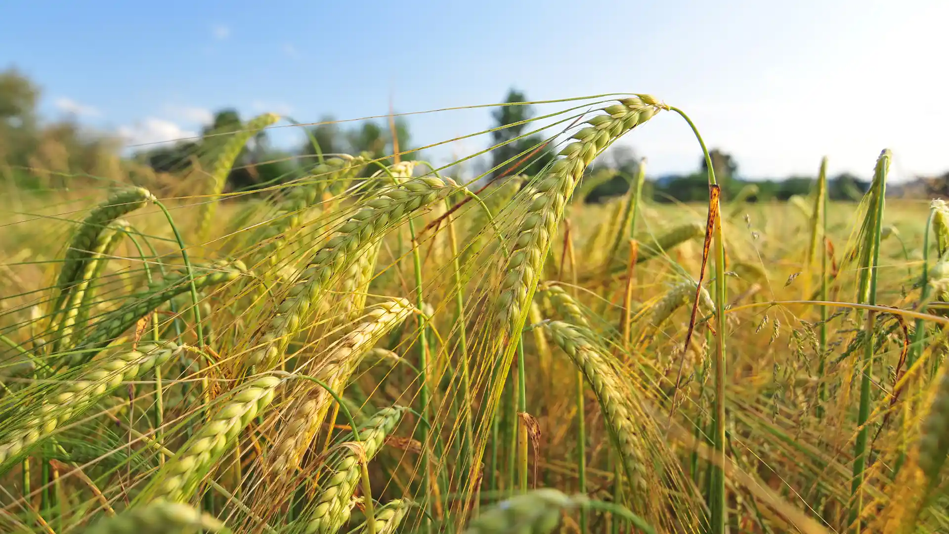 Close-up of golden barley stalks swaying in a sunny field. The sky is blue and clear, creating a serene and lively agricultural scene.