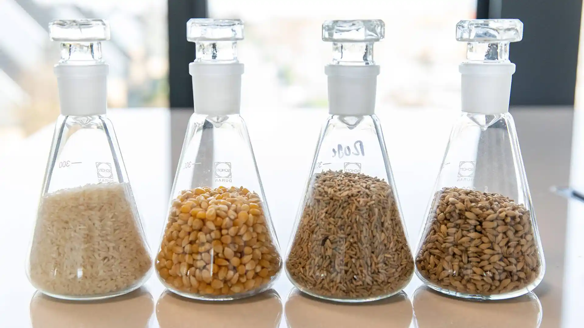 Four glass flasks with stoppers, each containing different grains: rice, corn, oats, and barley, are lined up on a reflective surface.