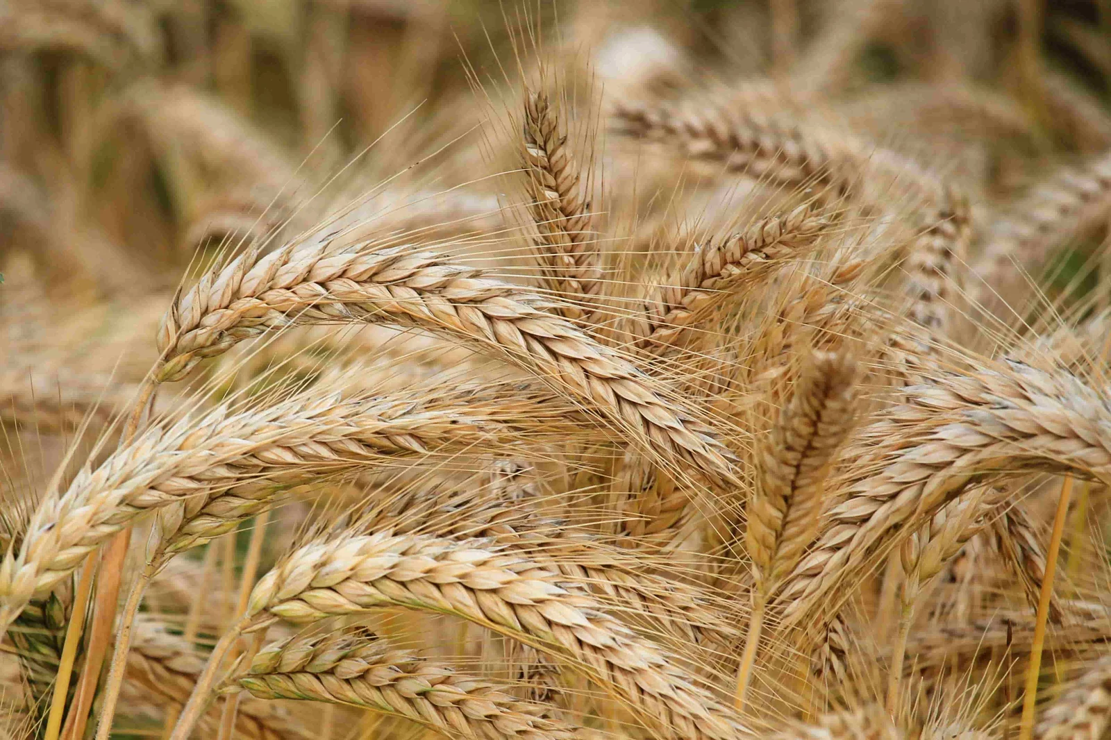 Heads of golden wheat
