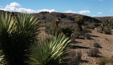 Agave plants in desert